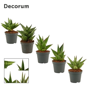 Sansevieria Crown mix 6 cm (Decorum)