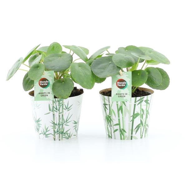 <h4>Pilea peperomoides</h4>