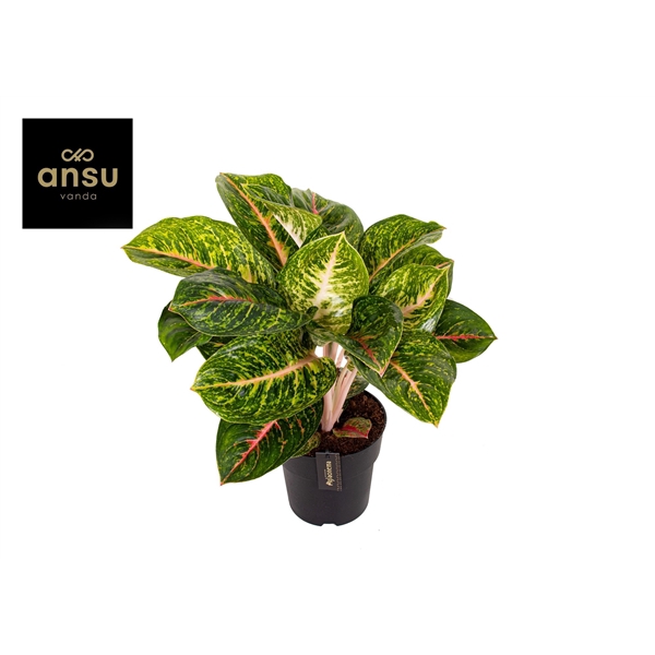 <h4>Aglaonema Spring Red</h4>