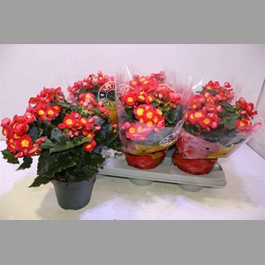 Beg En Valentin Pink
