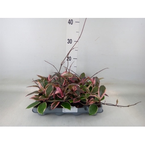 Hoya carnosa 'Floraganza Flamingo'