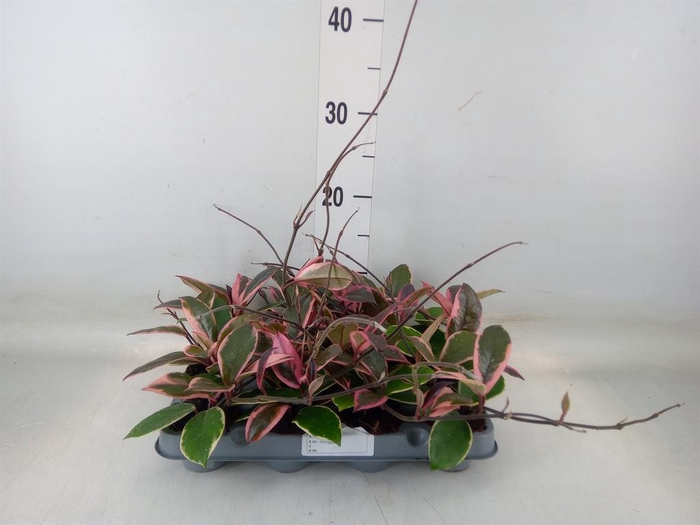 <h4>Hoya carnosa 'Floraganza Flamingo'</h4>