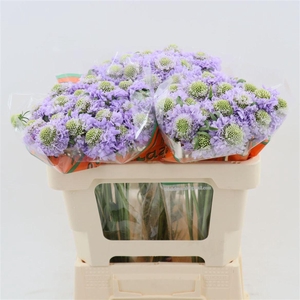 Scabiosa Lavender Scoop