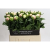 Paeonia Colonel Owen Cousins