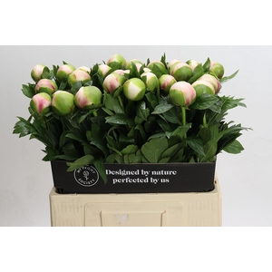 Paeonia Colonel Owen Cousins