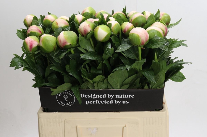 Paeonia Colonel Owen Cousins