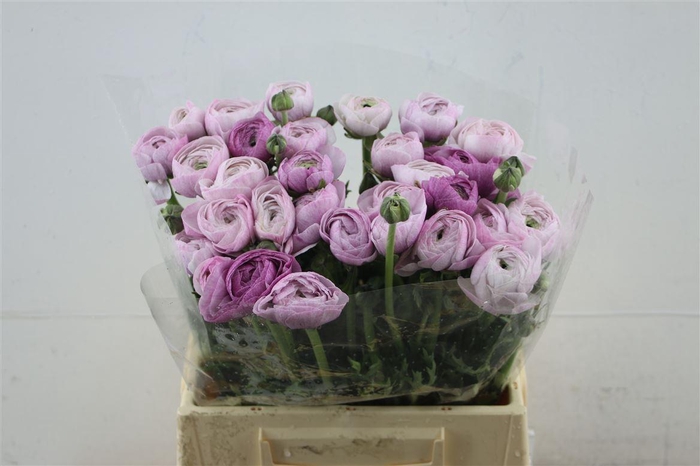 <h4>Ran Cloni Nebbia</h4>