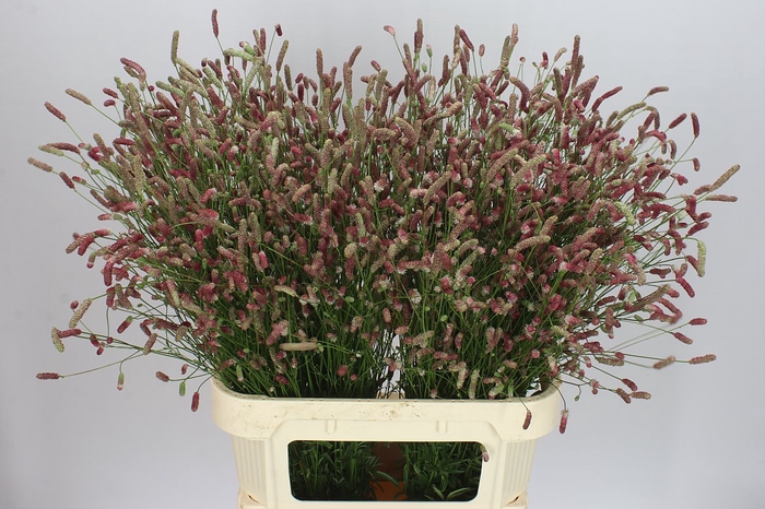 <h4>Sanguisorba Off Pink Tann</h4>