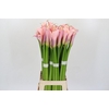 Zantedeschia Eydolls Pink