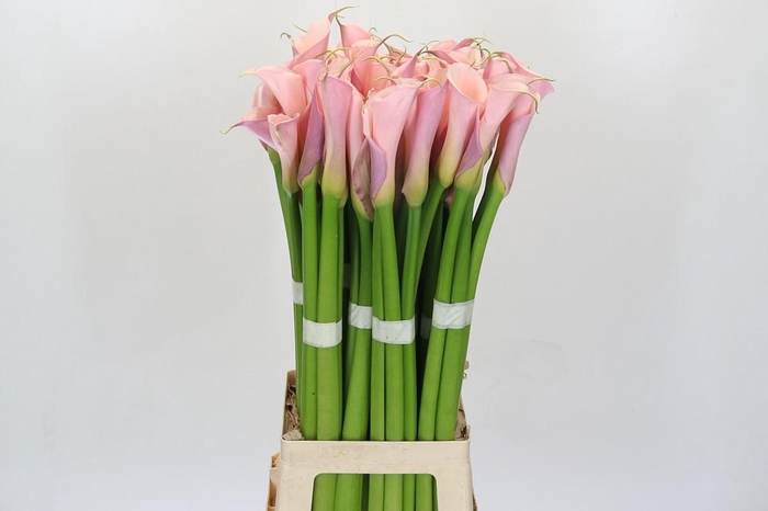 <h4>Zantedeschia Eydolls Pink</h4>