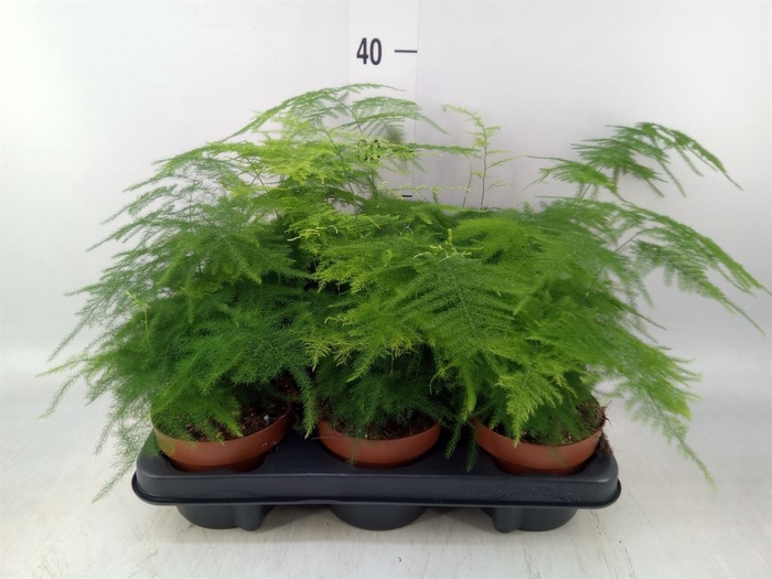 <h4>Asparagus dens. 'Sprengeri'</h4>