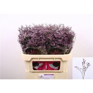LIM SAF LILAC 70/30GR