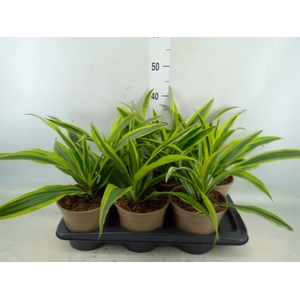 Dracaena fr de 'LemonLime'