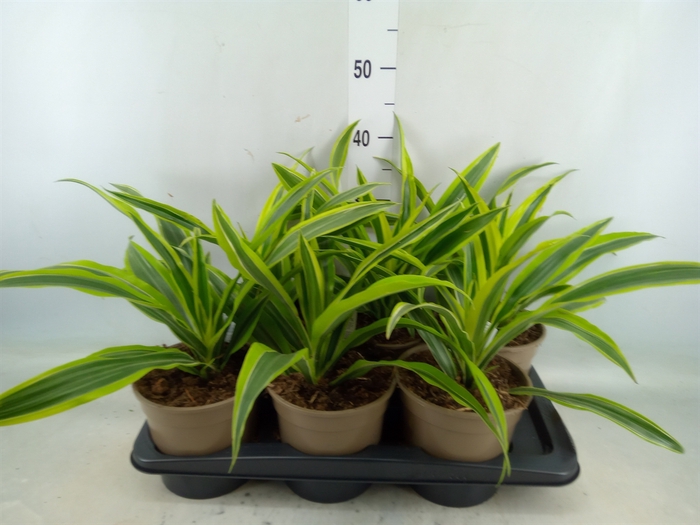 <h4>Dracaena fr de 'LemonLime'</h4>