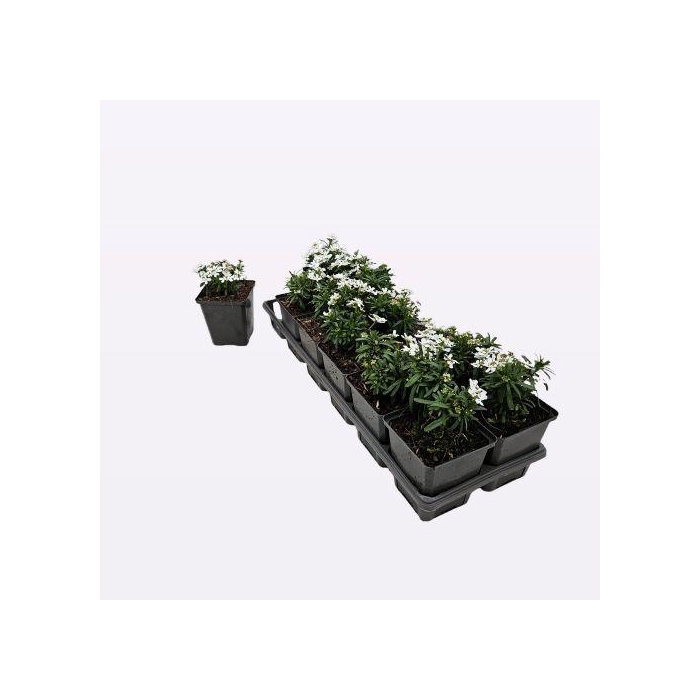 <h4>Iberis sempervirens</h4>