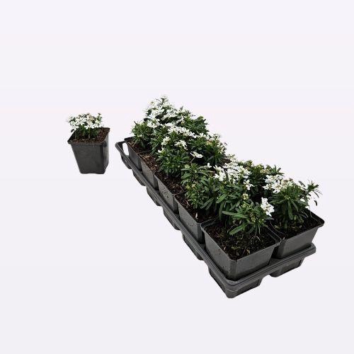 <h4>Iberis Sempervirens</h4>