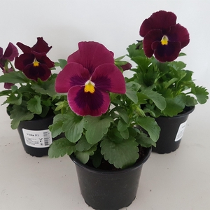 Viola grootbloemig rose