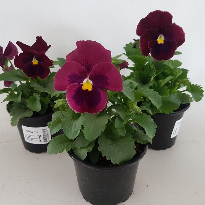 <h4>Viola grootbloemig rose</h4>