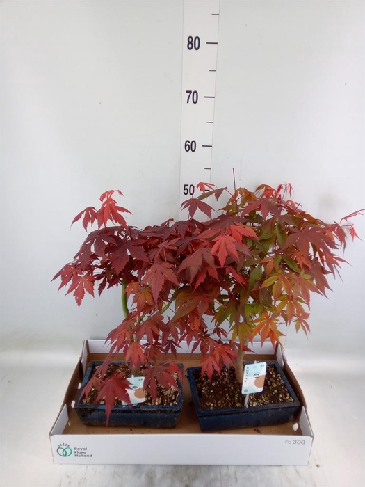 <h4>Bonsai ...</h4>