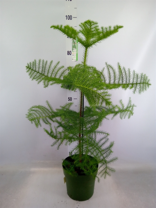 <h4>Araucaria heterophylla</h4>