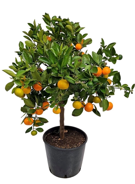 <h4>CITR MICROCARPA</h4>