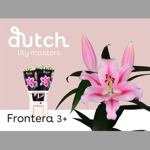 Li Ot Frontera Pink 3+