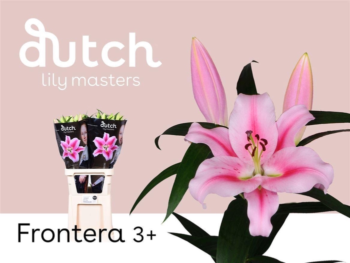 <h4>Li Ot Frontera Pink 3+</h4>