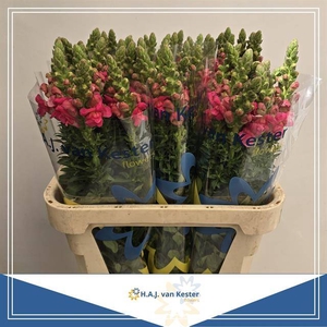 ANTIR MONACO ROSE