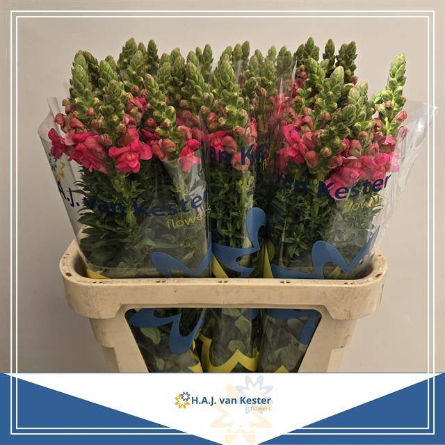 <h4>ANTIR MONACO ROSE</h4>