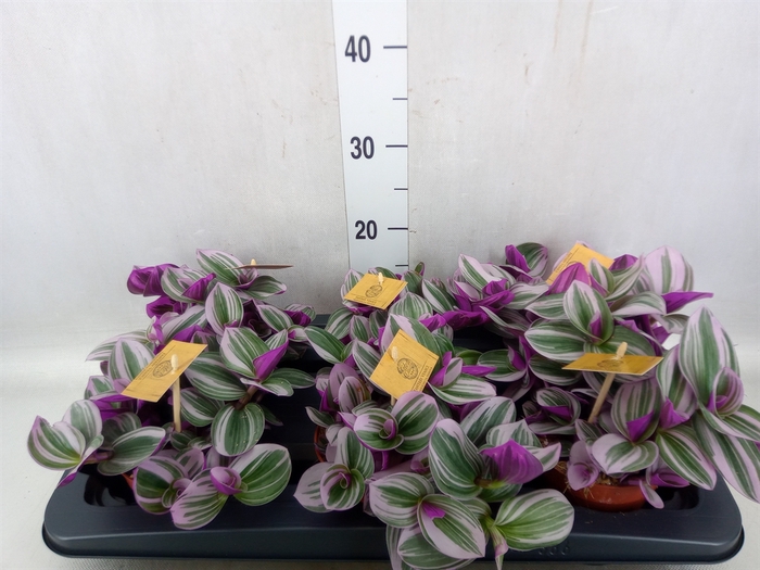 Tradescantia albif. 'Nanouk'