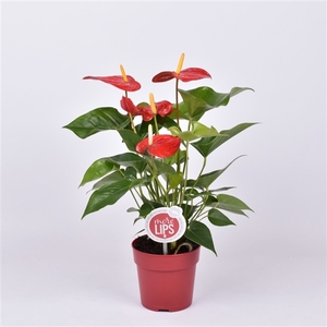 MoreLips® Anthurium Everio