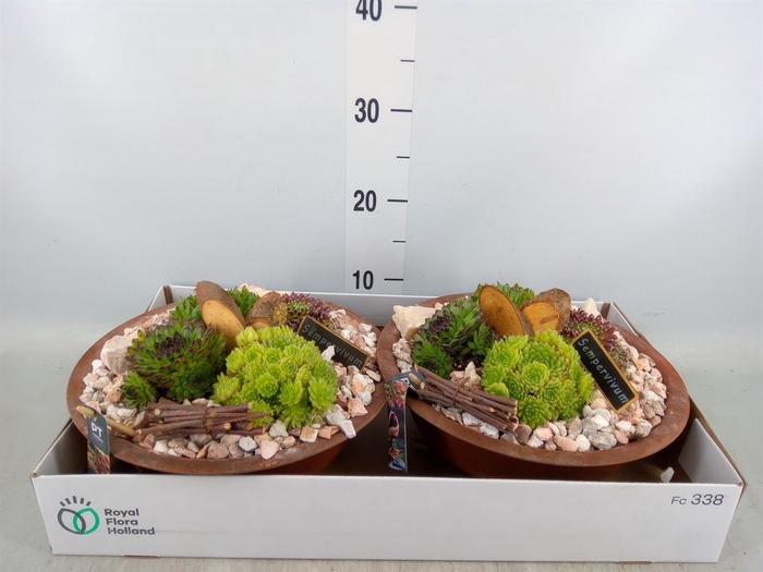 <h4>Arr.  Sempervivum L%</h4>
