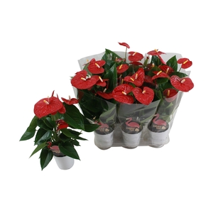 Anthurium XL.9 Jambo Red 12cm met blanco hoes