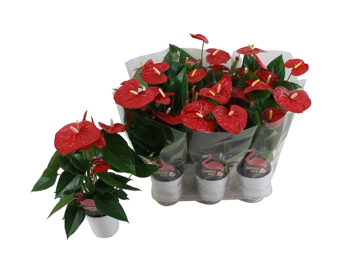<h4>Anthurium XL.9 Jambo Red 12cm met blanco hoes</h4>