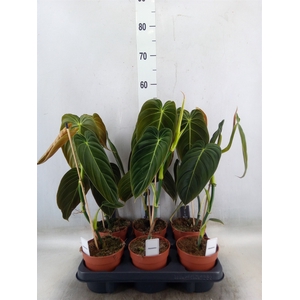 Philodendron melanochrysum