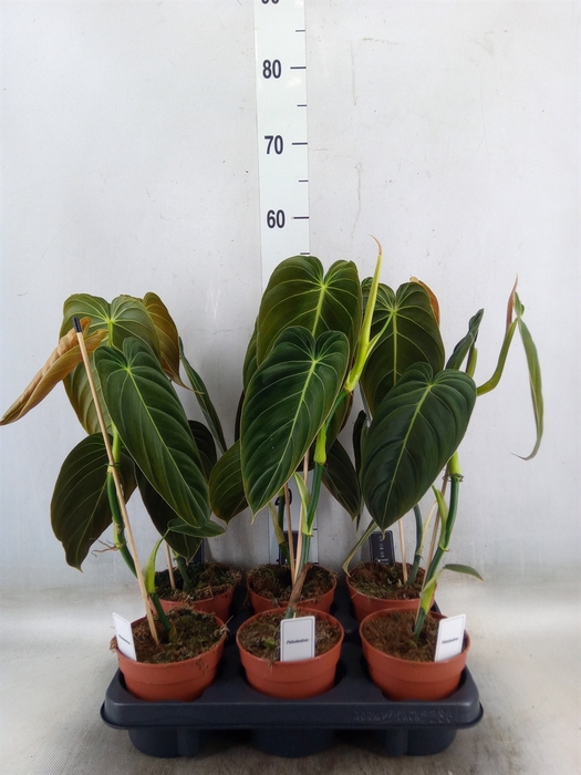 <h4>Philodendron melanochrysum</h4>