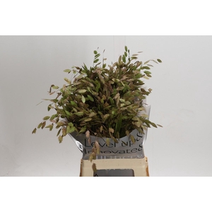Chasmanthium Green