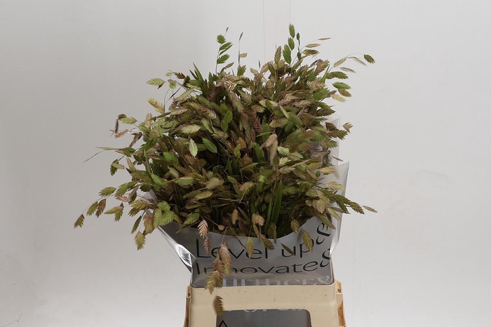 <h4>Chasmanthium Green</h4>