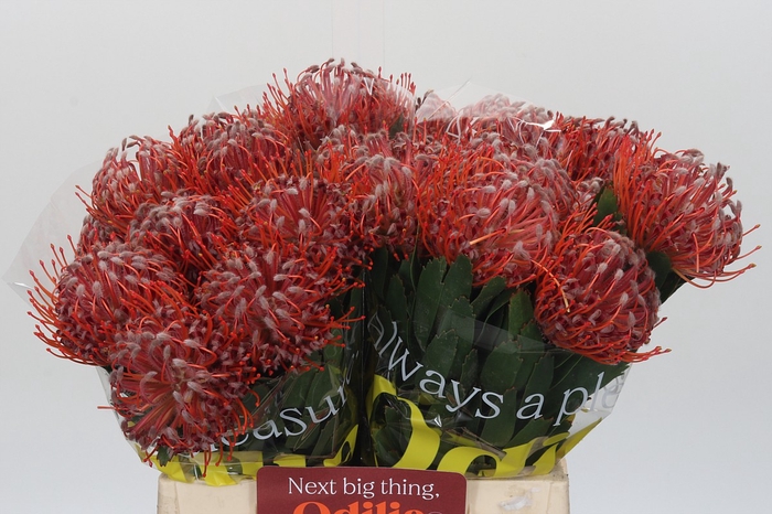 <h4>Nutans Scarlet Ribbon</h4>
