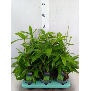 Dracaena surculosa