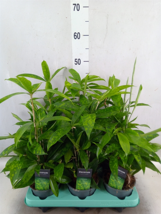 <h4>Dracaena surculosa</h4>