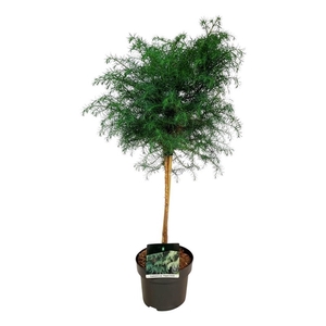 Cryptomeria j. 'Elegans Viridis'