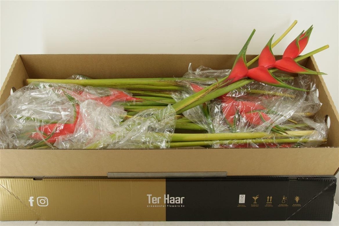 Hel Wagneriana Red (rd)