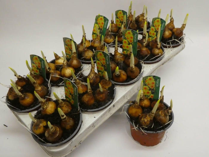 <h4>Bright day12cm</h4>