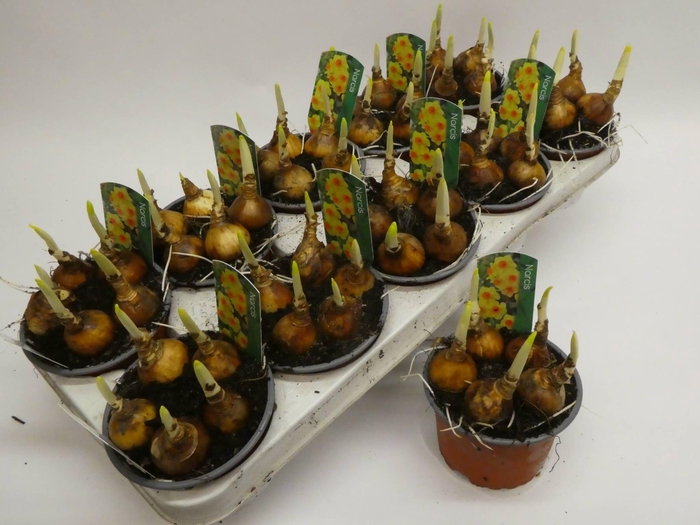 <h4>Bright day12cm</h4>