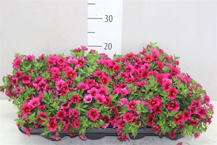 <h4>Calibrachoa Pink 13cm</h4>