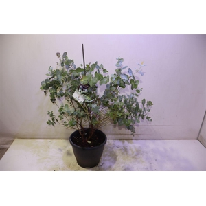 Eucal Cinerea
