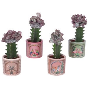 Euphorbia Lactea Ø8,5cm in Ceramic Pot Exotic Animals Ø10cm