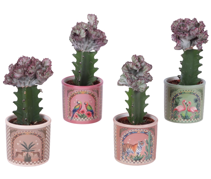 <h4>Euphorbia Lactea Ø8,5cm in Ceramic Pot Exotic Animals Ø10cm</h4>