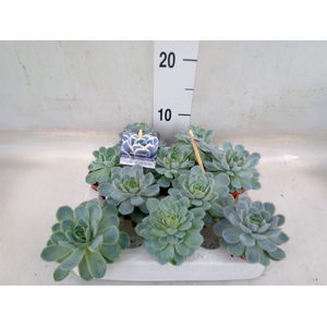 Echeveria   ...
